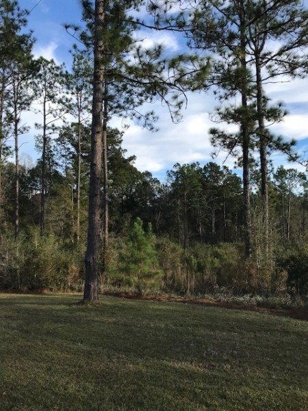 85 acres Lamar County with Red Creek Frontage featured image