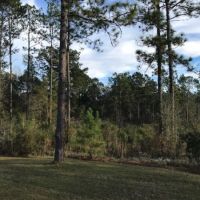 85 acres Lamar County with Red Creek Frontage