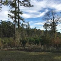85 acres Lamar County with Red Creek Frontage images 5