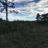 85 acres Lamar County with Red Creek Frontage images 6