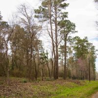 13.556 Ac Simmons Grove Tr 5 images 5