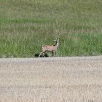 G S Land and Cattle Farm images 6