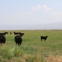 Moser Ranch images 4