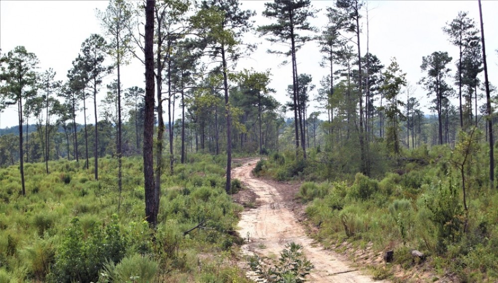 Hunting and Recreational Tract between Macon and Gray featured image