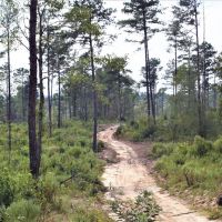 Hunting and Recreational Tract between Macon and Gray