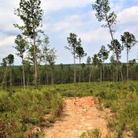 Hunting and Recreational Tract between Macon and Gray images 2