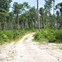 Hunting and Recreational Tract between Macon and Gray images 3