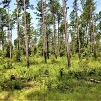 Hunting and Recreational Tract between Macon and Gray images 4