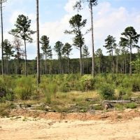 Hunting and Recreational Tract between Macon and Gray images 5