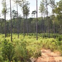 Hunting and Recreational Tract between Macon and Gray images 6