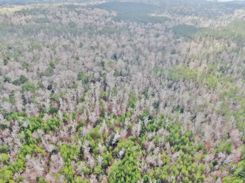 160 Acres Land for Sale Richton  Perry County  MS featured image