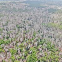 160 Acres Land for Sale Richton  Perry County  MS