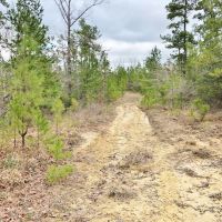 160 Acres Land for Sale Richton  Perry County  MS images 2
