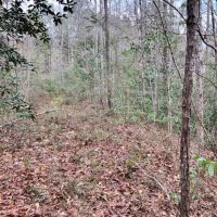 160 Acres Land for Sale Richton  Perry County  MS images 3