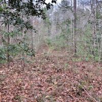 160 Acres Land for Sale Richton  Perry County  MS images 4