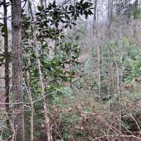 160 Acres Land for Sale Richton  Perry County  MS images 5