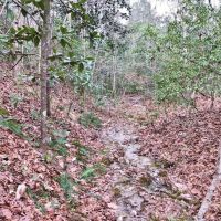 160 Acres Land for Sale Richton  Perry County  MS images 6