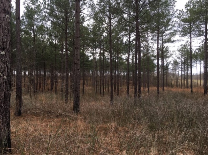 598 Acres in Holmes County in Goodman  MS featured image