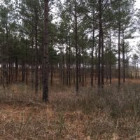 598 Acres in Holmes County in Goodman  MS