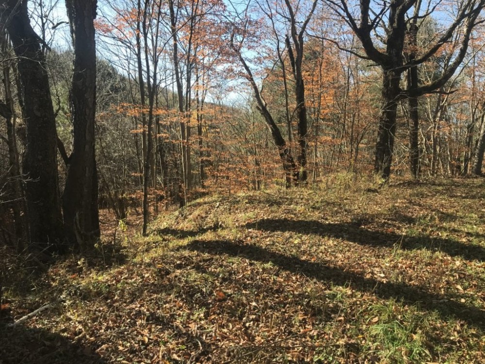 81 acres Hunting Land and Timberland in Mount Vision NY near Cooperstown featured image