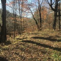 81 acres Hunting Land and Timberland in Mount Vision NY near Cooperstown