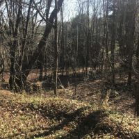 81 acres Hunting Land and Timberland in Mount Vision NY near Cooperstown images 3
