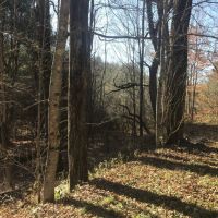 81 acres Hunting Land and Timberland in Mount Vision NY near Cooperstown images 5