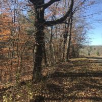 81 acres Hunting Land and Timberland in Mount Vision NY near Cooperstown images 6