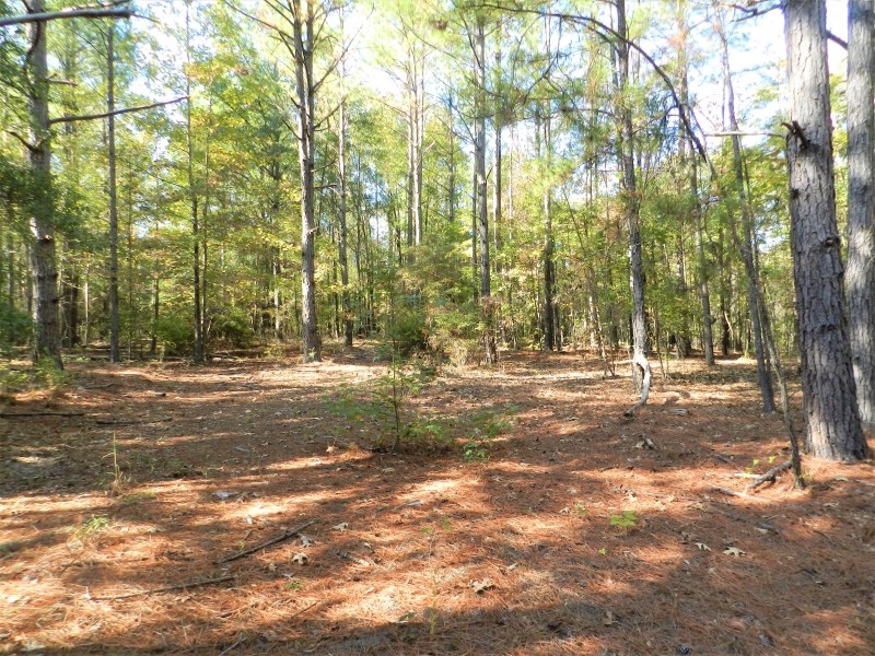 77AC Hunting  Timber  Homesite featured image