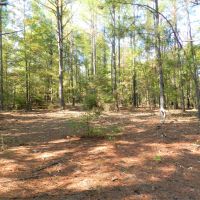 77AC Hunting  Timber  Homesite