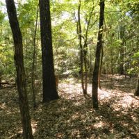 77AC Hunting  Timber  Homesite images 2