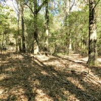 77AC Hunting  Timber  Homesite images 4