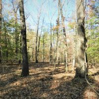 77AC Hunting  Timber  Homesite images 5