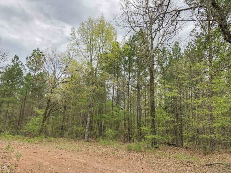 265 Acres &nbsp; CR 4223 &nbsp; Tract 1005 featured image