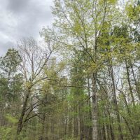265 Acres &nbsp; CR 4223 &nbsp; Tract 1005 images 2