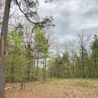 265 Acres &nbsp; CR 4223 &nbsp; Tract 1005 images 3