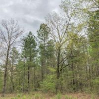 265 Acres &nbsp; CR 4223 &nbsp; Tract 1005 images 4
