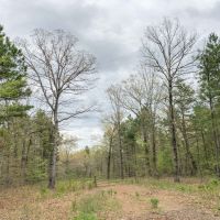 265 Acres &nbsp; CR 4223 &nbsp; Tract 1005 images 5
