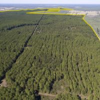 183 Acres &nbsp; Bo Brown Rd &nbsp; Tract 1