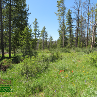 Wooded Property near the Big Hole River - Mountain Maid  3.55 Acres For  29 850 images 6