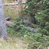 Forbes Wagon Creek Ranch - Lot 488 images 6