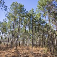 41 Acres &nbsp; Fountain Road &nbsp; Brushy Creek &nbsp;   Tract A9 images 2