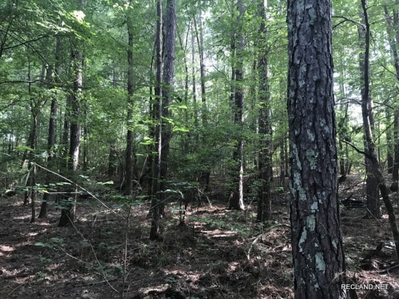 120 ac - Hunting Tracts in the Caney Creek Bottom - Can Divide featured image