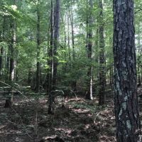 120 ac - Hunting Tracts in the Caney Creek Bottom - Can Divide