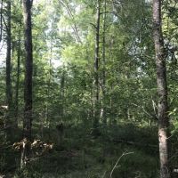 120 ac - Hunting Tracts in the Caney Creek Bottom - Can Divide images 2