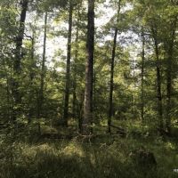 120 ac - Hunting Tracts in the Caney Creek Bottom - Can Divide images 3