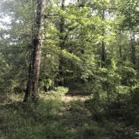 120 ac - Hunting Tracts in the Caney Creek Bottom - Can Divide images 4