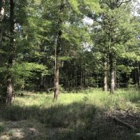 120 ac - Hunting Tracts in the Caney Creek Bottom - Can Divide images 5