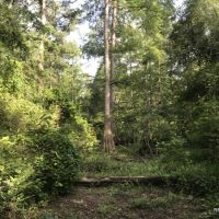 120 ac - Hunting Tracts in the Caney Creek Bottom - Can Divide images 6