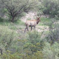 650 acre hunting property